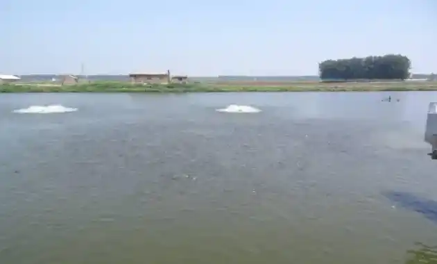 成功处理由用药不当引起的水质突变、鱼不吃食