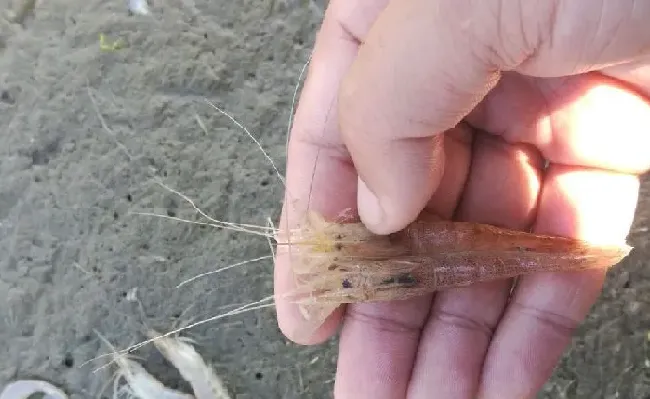 【小白虾专题】“硬水莱”补充钙、镁，促进虾硬壳