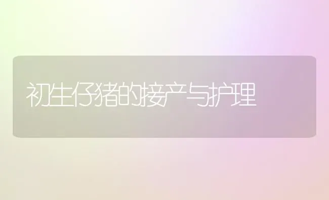 初生仔猪的接产与护理 | 家畜养殖