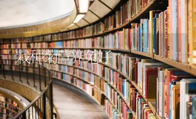 栽种菊苣养兔好 | 家畜养殖