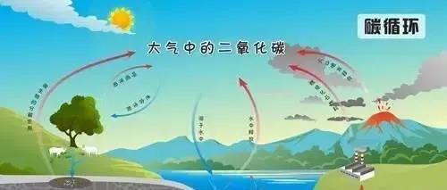 微生物在自然界物质循环中的作用