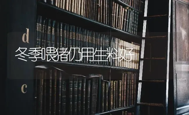 冬季喂猪仍用生料好 | 家畜养殖
