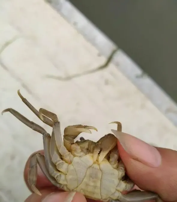 河蟹蜕“一壳”期间需要注意什么