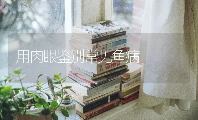 用肉眼鉴别常见鱼病 | 淡水养殖