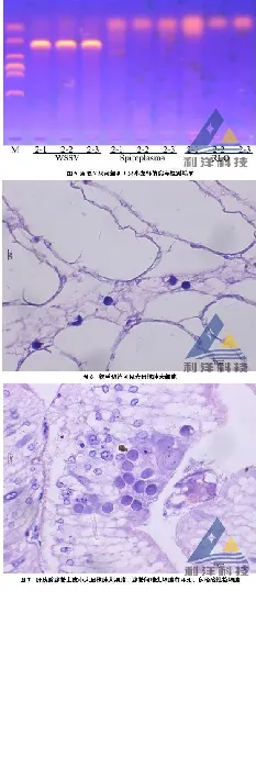 白斑症病毒（WSSV）引起小龙虾、河蟹发病一例