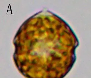 看似一样的水色，为何有人养对虾成功，有人却颗粒无收？