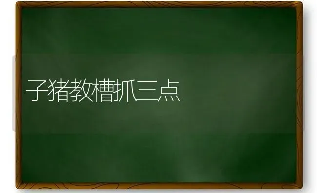 子猪教槽抓三点 | 家畜养殖