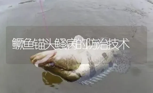 鳜鱼锚头鳋病的防治技术 | 淡水养殖