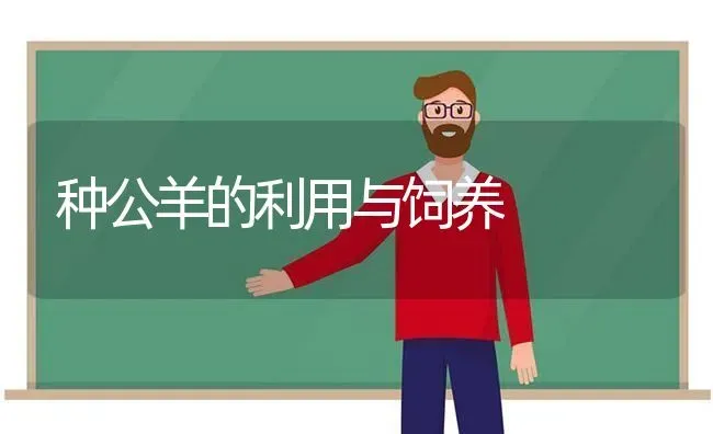 种公羊的利用与饲养 | 家畜养殖