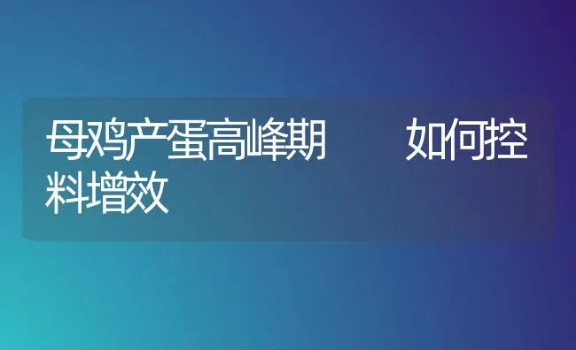 母鸡产蛋高峰期  如何控料增效 | 家禽养殖