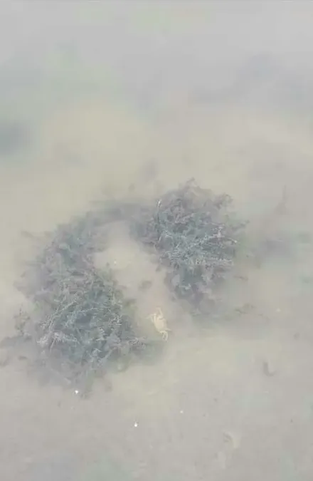 河蟹蜕“一壳”期间需要注意什么
