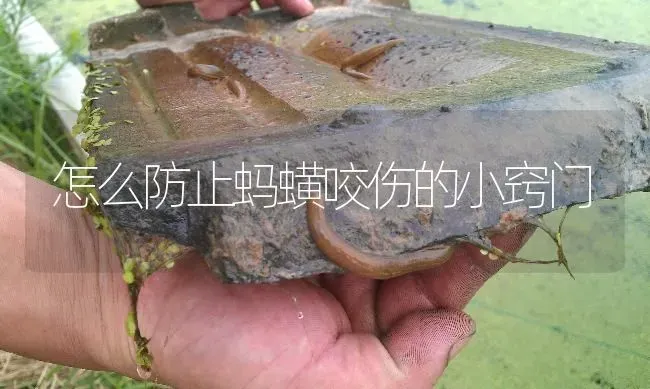 怎么防止蚂蟥咬伤的小窍门 | 特种养殖