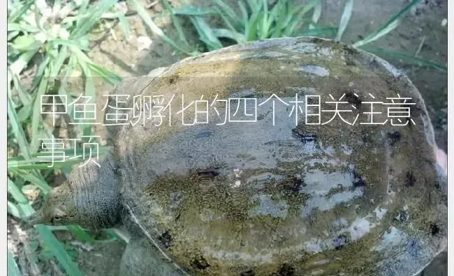 甲鱼蛋孵化的四个相关注意事项 | 淡水养殖