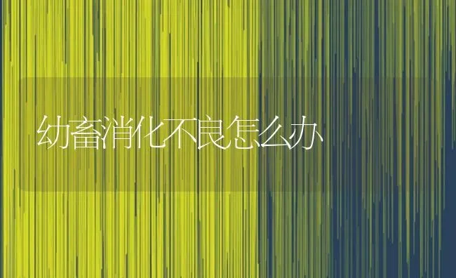 幼畜消化不良怎么办 | 家畜养殖