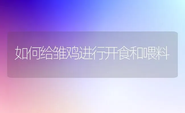 如何给雏鸡进行开食和喂料 | 家禽养殖