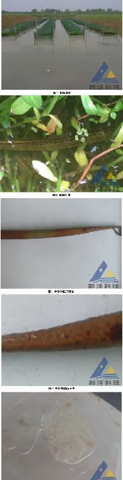 小瓜虫引起黄鳝上草一例