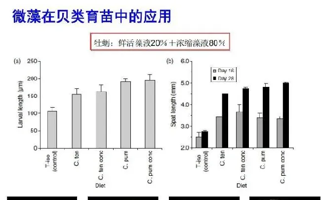 微藻在水产养殖和特种饲料中的应用