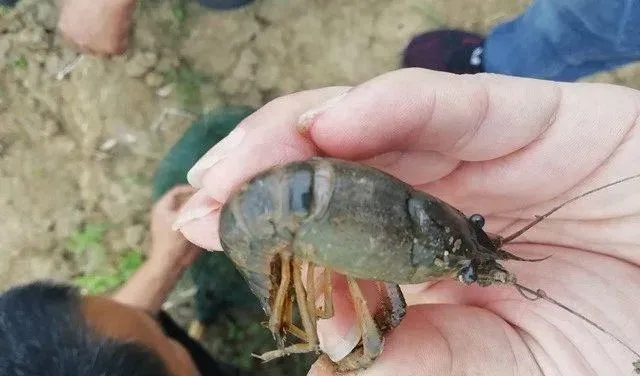 值得收藏！小龙虾病害防控方略get起来~
