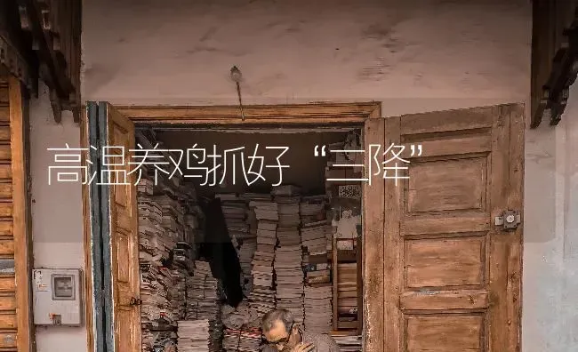 高温养鸡抓好“三降” | 家禽养殖