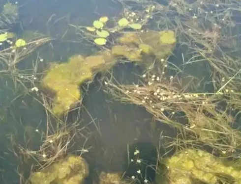 河蟹池塘里的水草上有青苔怎么办？