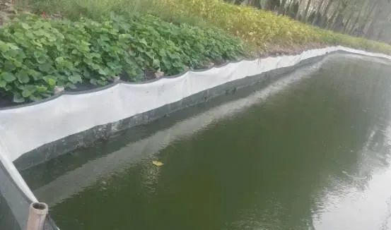 近期江苏兴化地区河蟹塘口急性缺氧的应对办法