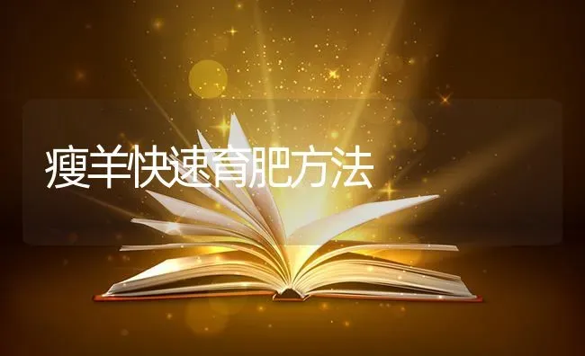 瘦羊快速育肥方法 | 家畜养殖