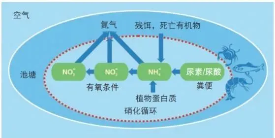 拜耳出品：亚硝酸盐的处理方案