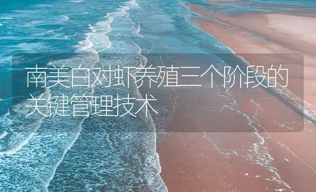 南美白对虾养殖三个阶段的关键管理技术 | 海水养殖