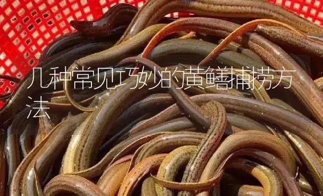 几种常见巧妙的黄鳝捕捞方法 | 淡水养殖