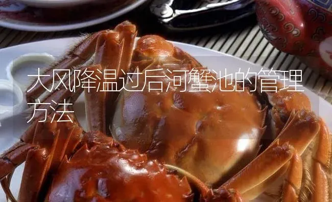 大风降温过后河蟹池的管理方法 | 淡水养殖