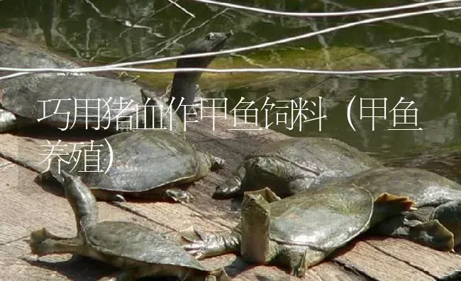 巧用猪血作甲鱼饲料（甲鱼养殖） | 淡水养殖