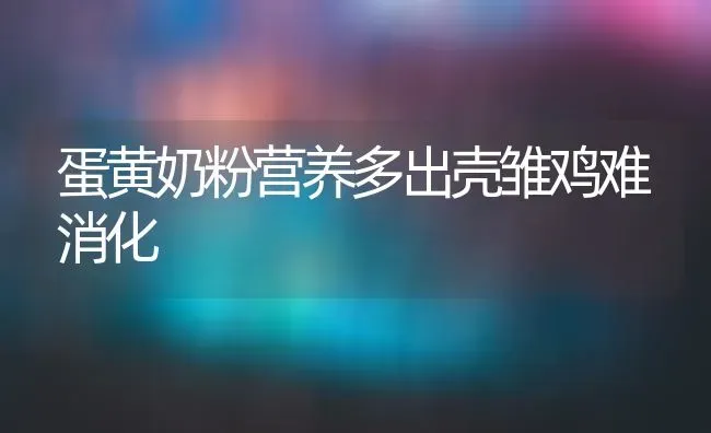 蛋黄奶粉营养多出壳雏鸡难消化 | 家禽养殖