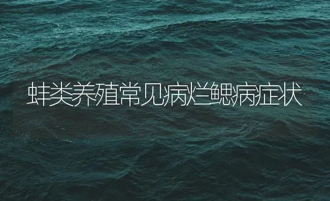 蚌类养殖常见病烂鳃病症状 | 养殖病虫害防治