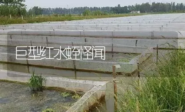 巨型红水蛭怪闻 | 特种养殖