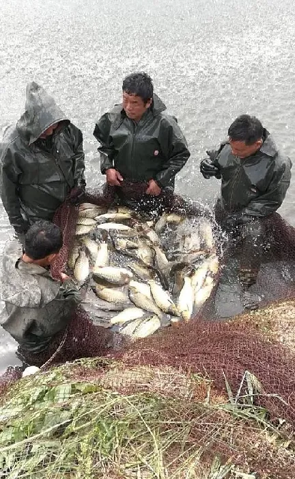 造成养鱼户拉网出血、涩鳞、脱粘等症状的原因及对策