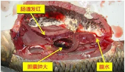 湖北洪湖地区投喂不规律导致死鱼案例分析