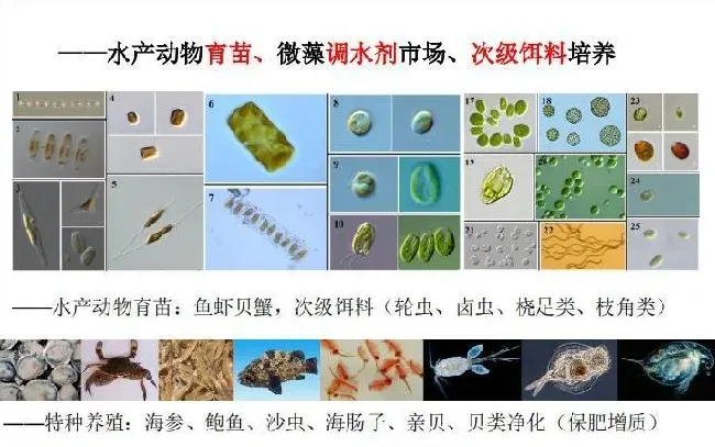 微藻在水产养殖和特种饲料中的应用