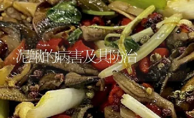 泥鳅的病害及其防治 | 淡水养殖
