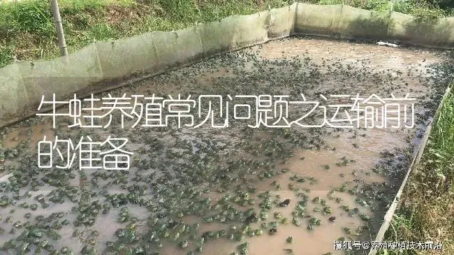 牛蛙养殖常见问题之运输前的准备 | 特种养殖