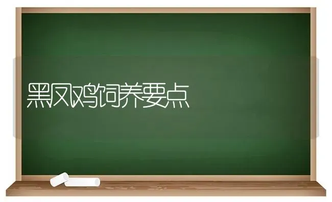 黑凤鸡饲养要点 | 家禽养殖