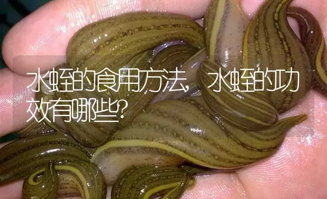 水蛭的食用方法,水蛭的功效有哪些? | 特种养殖