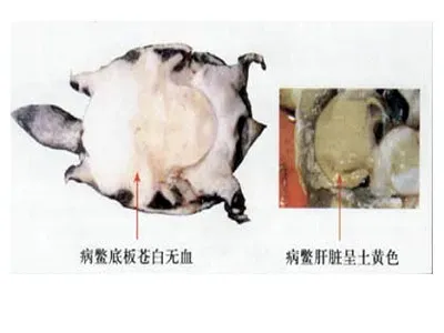 防治甲鱼白底板病要抓三点