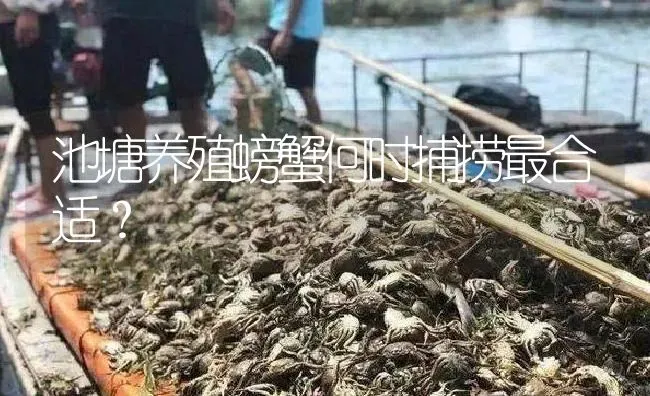 河蟹池塘蓝藻的预防方法介绍 | 淡水养殖