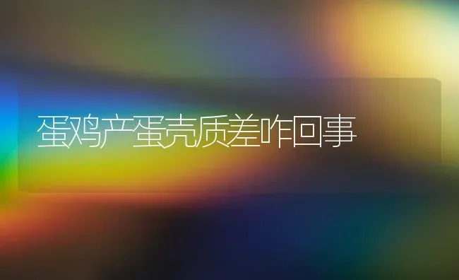 蛋鸡产蛋壳质差咋回事 | 家禽养殖