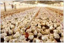 库存逐步消化肉鸡价格上涨 | 动物养殖资料