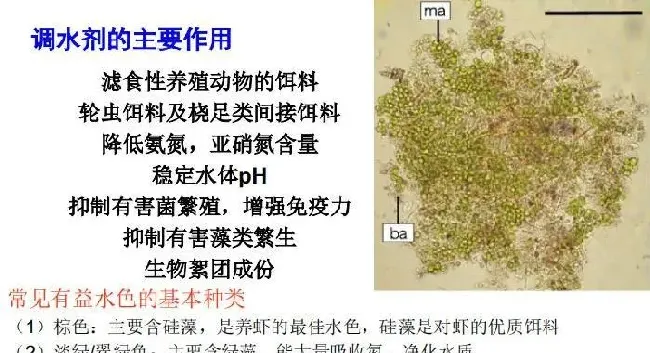 微藻在水产养殖和特种饲料中的应用