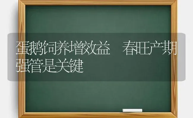 蛋鹅饲养增效益 春旺产期强管是关键 | 家禽养殖
