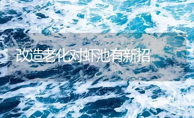 改造老化对虾池有新招 | 海水养殖