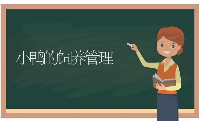 小鸭的饲养管理 | 家禽养殖