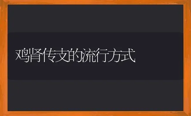 鸡肾传支的流行方式 | 家禽养殖